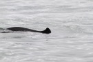 Missing Picture